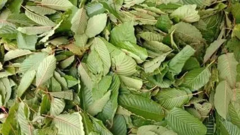 Leaves and stems